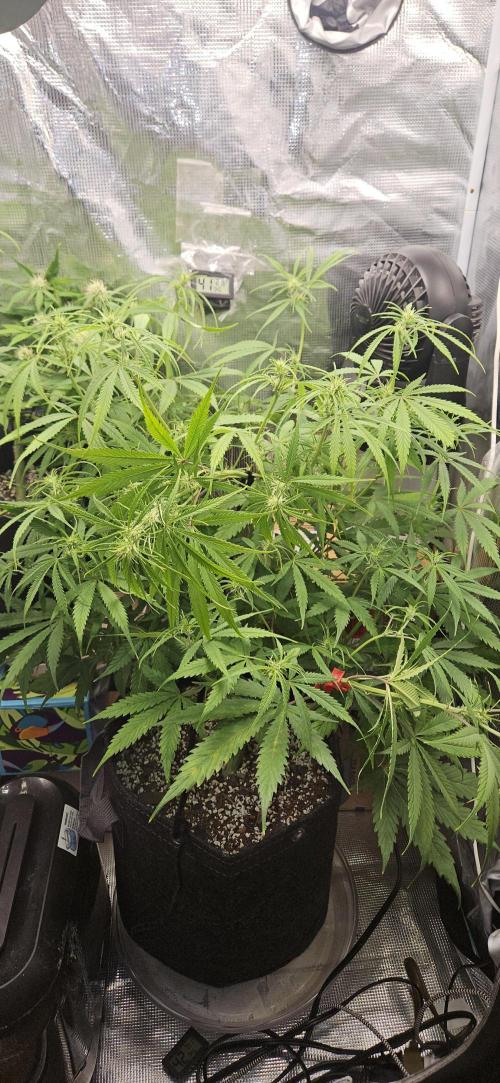 Apple Strudel Auto. Week 7