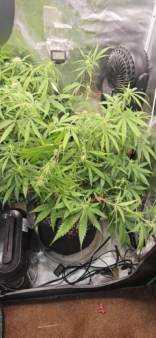 Apple Strudel Auto. Week 7
