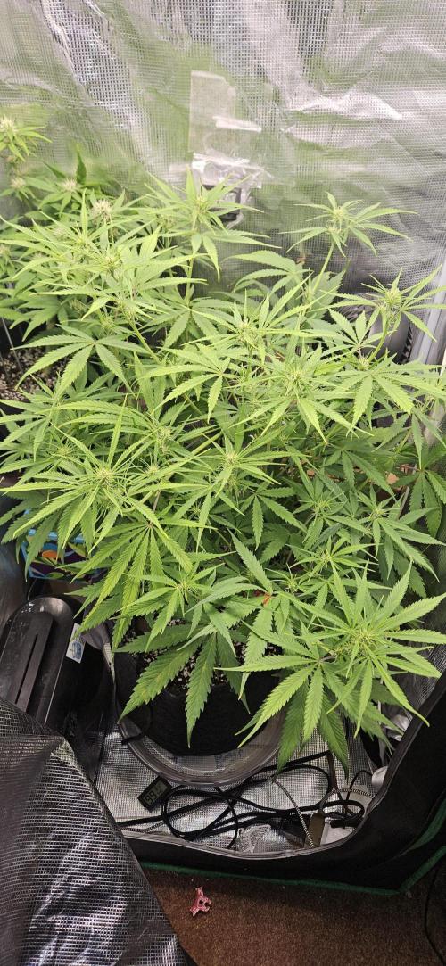 Apple Strudel Auto. Week 7