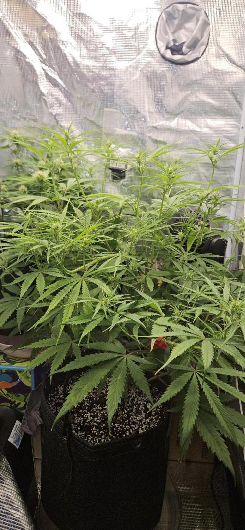 Apple Strudel Auto. Week 7