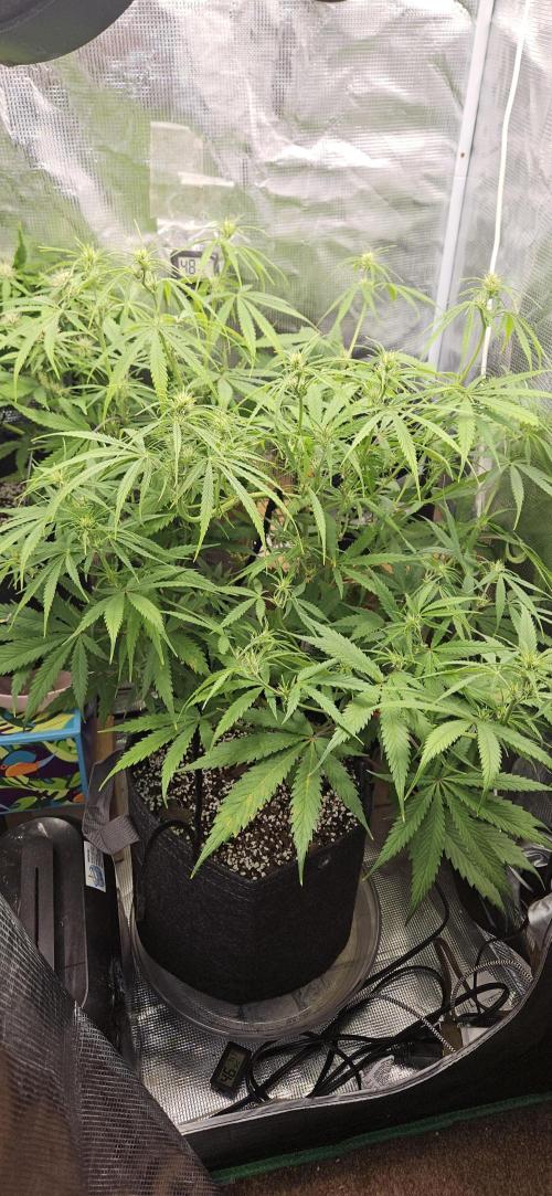 Apple Strudel Auto. Week 7