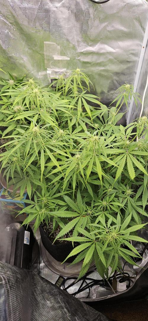 Apple Strudel Auto. Week 7