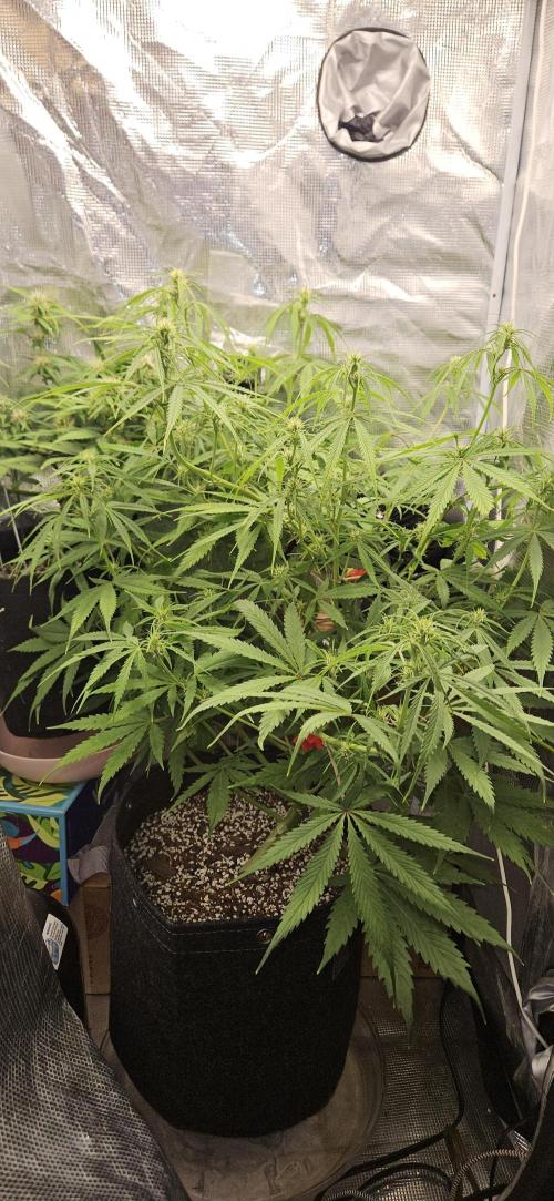 Apple Strudel Auto. Week 7
