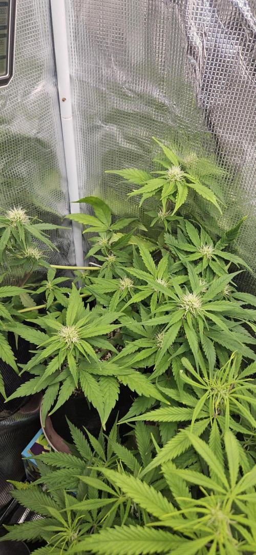 Gorilla Cookies. Week 7