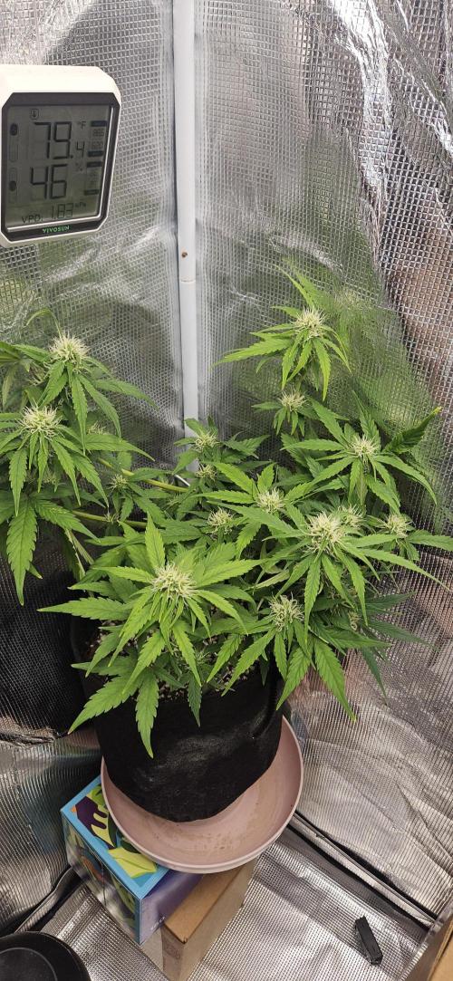 Gorilla Cookies. Week 7