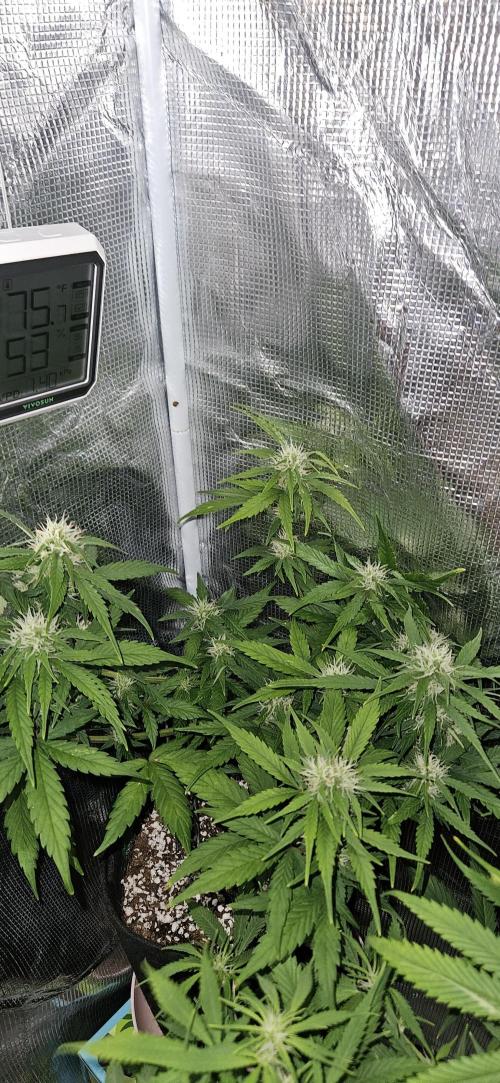 SE1000W. Week 7