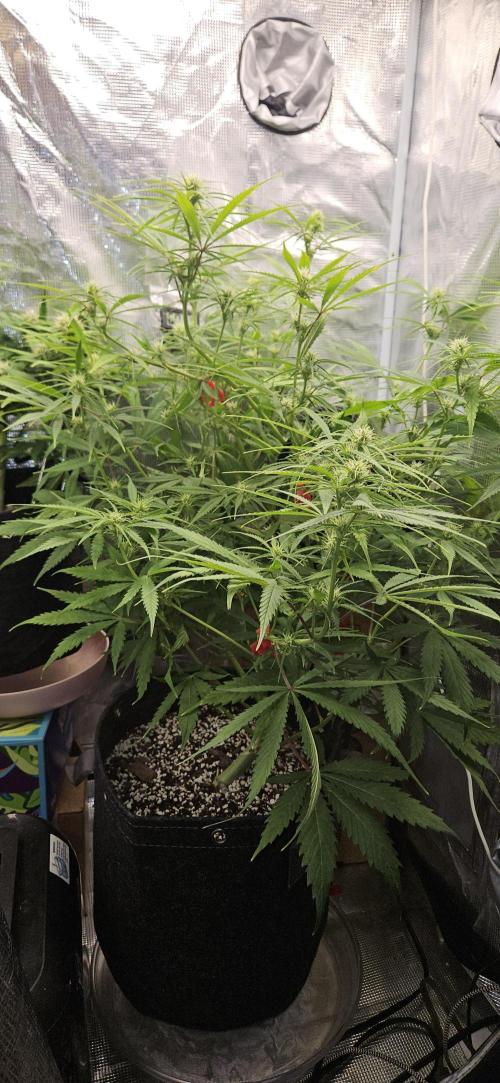 Apple Strudel Auto. Week 8