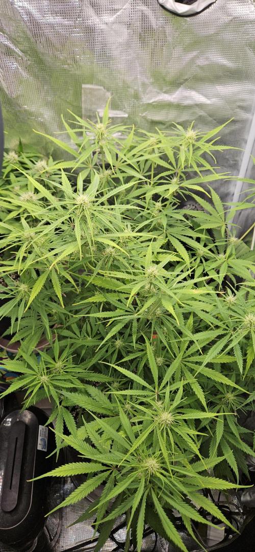 Apple Strudel Auto. Week 8
