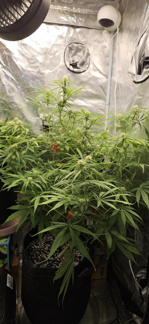 Apple Strudel Auto. Week 8