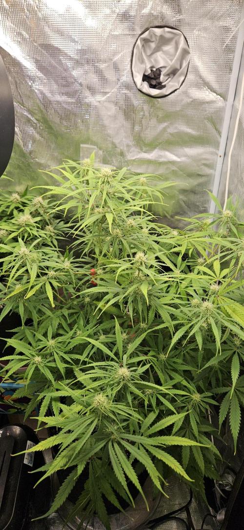 Apple Strudel Auto. Week 8