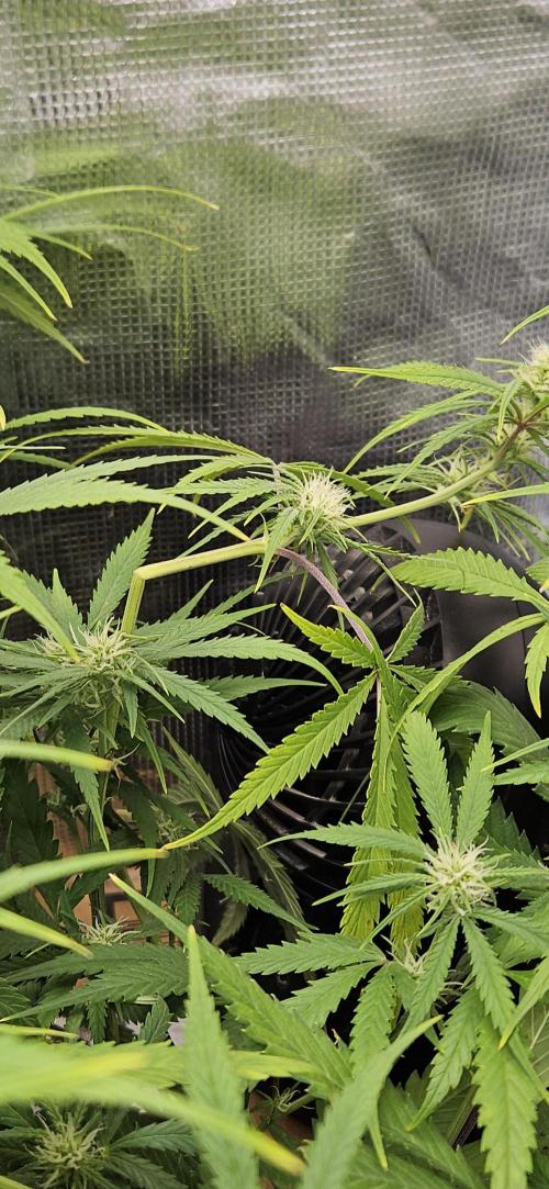 Apple Strudel Auto. Week 8