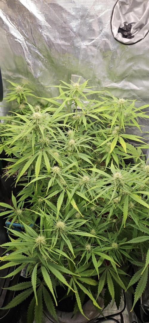 Apple Strudel Auto. Week 8
