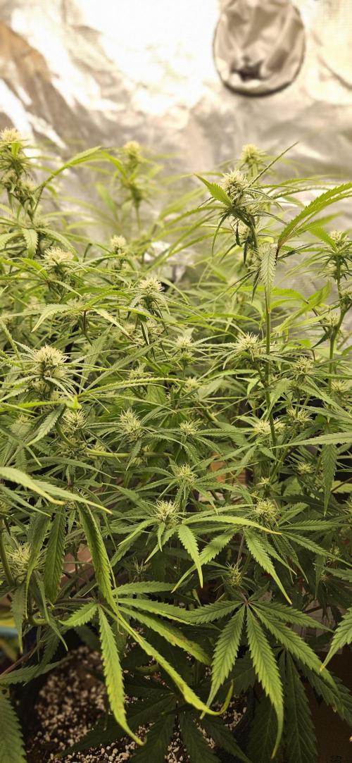 Apple Strudel Auto. Week 8