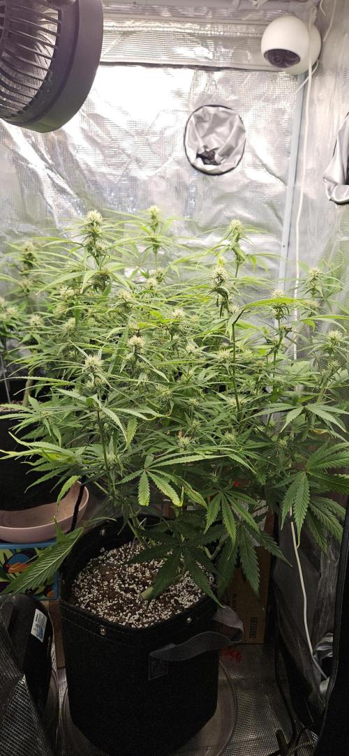 Apple Strudel Auto. Week 8