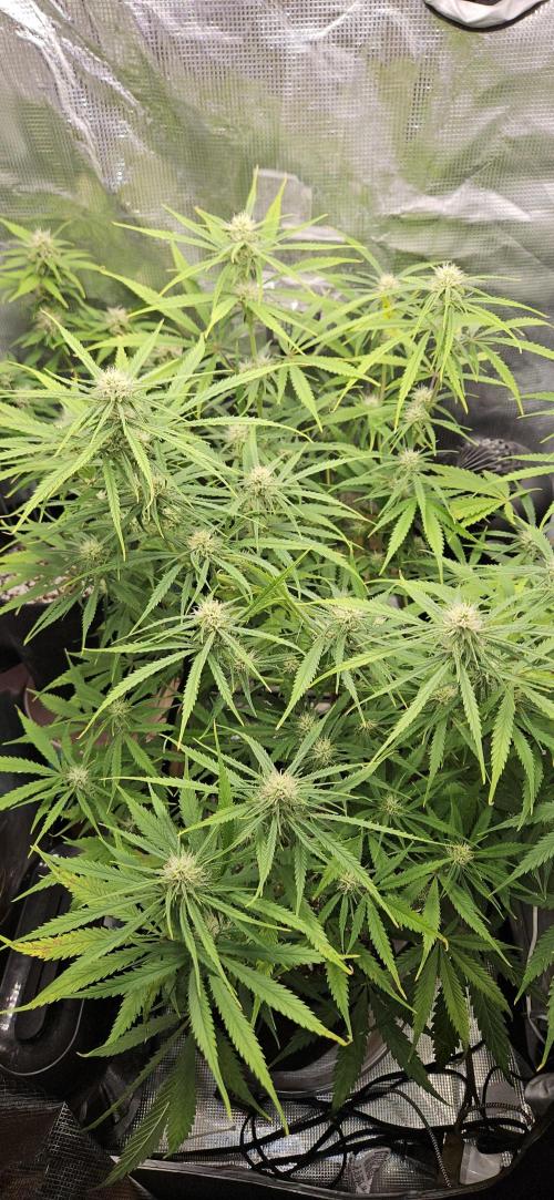 Apple Strudel Auto. Week 8