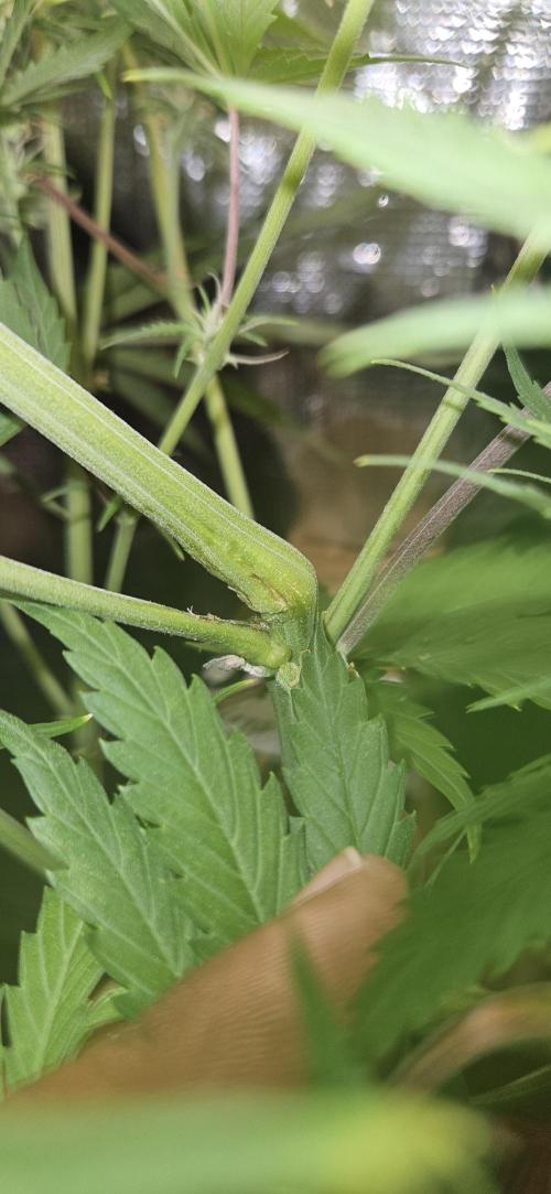 Apple Strudel Auto. Week 8
