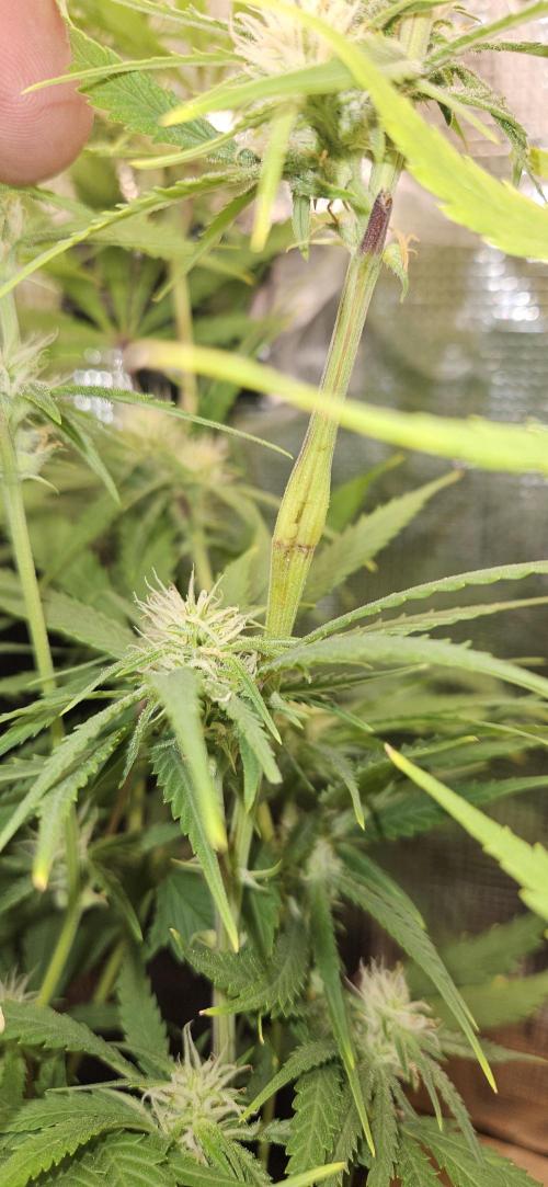 Apple Strudel Auto. Week 8