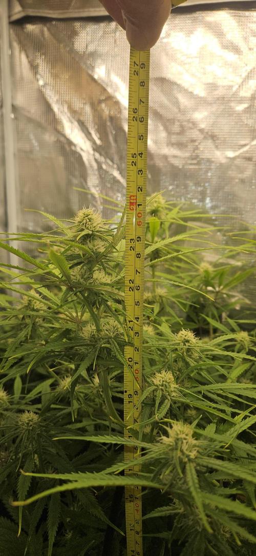 Apple Strudel Auto. Week 8