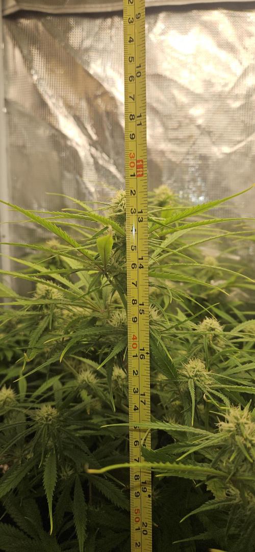 Apple Strudel Auto. Week 8
