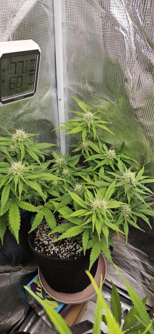 Gorilla Cookies. Week 8