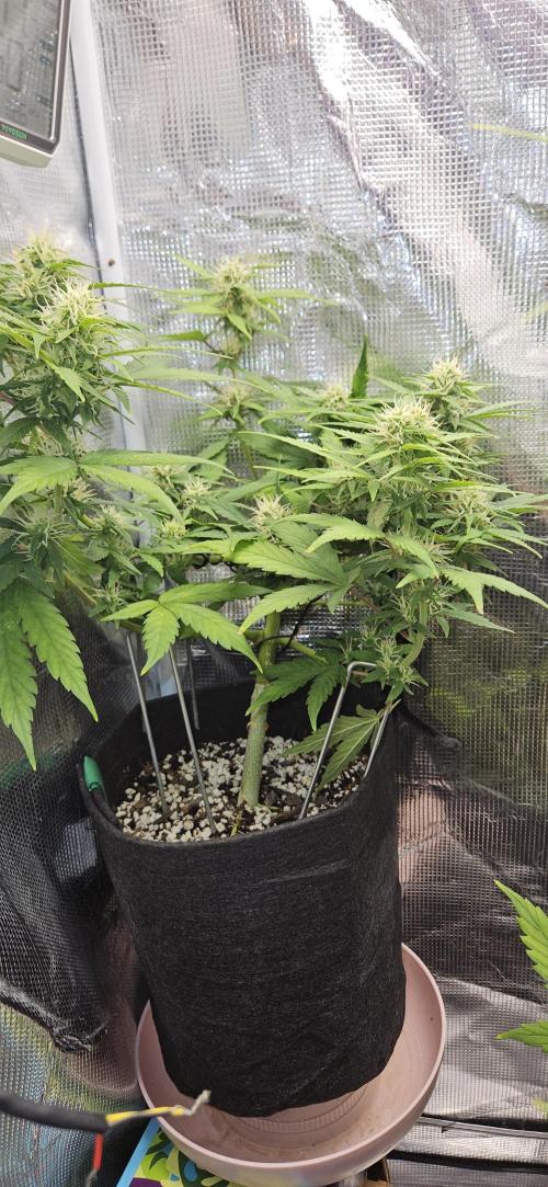 Gorilla Cookies. Week 8