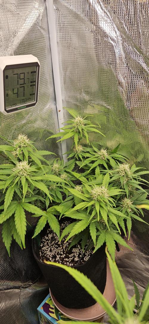 Gorilla Cookies. Week 8