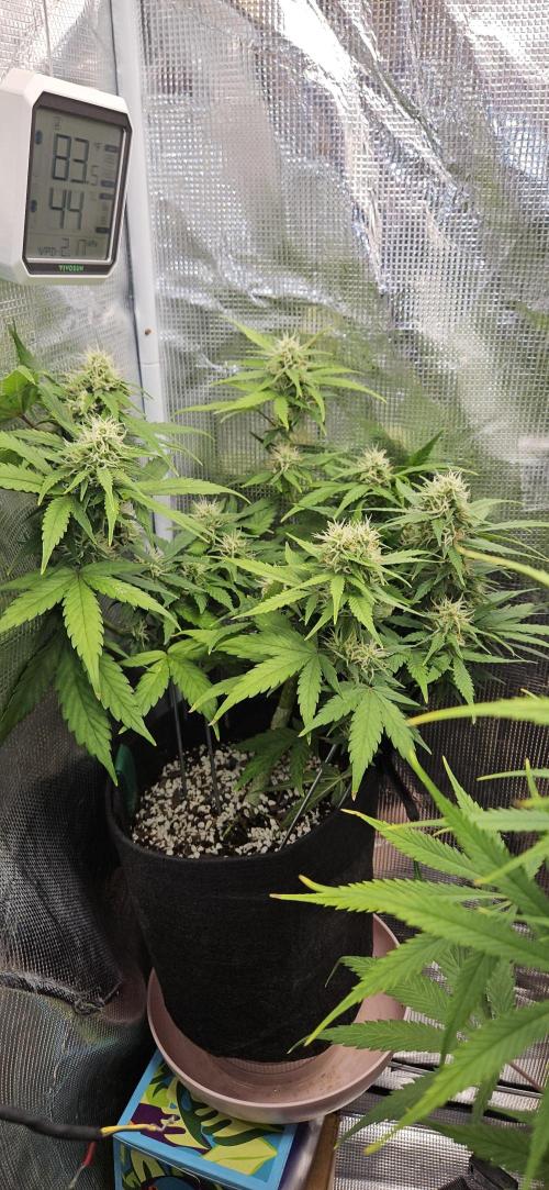 Gorilla Cookies. Week 8
