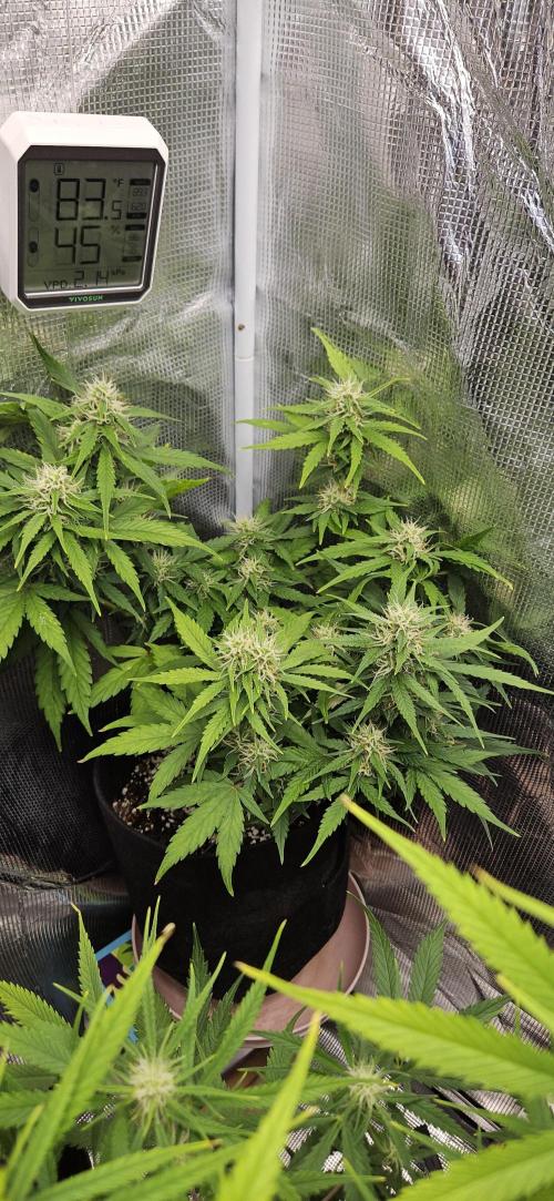 Gorilla Cookies. Week 8