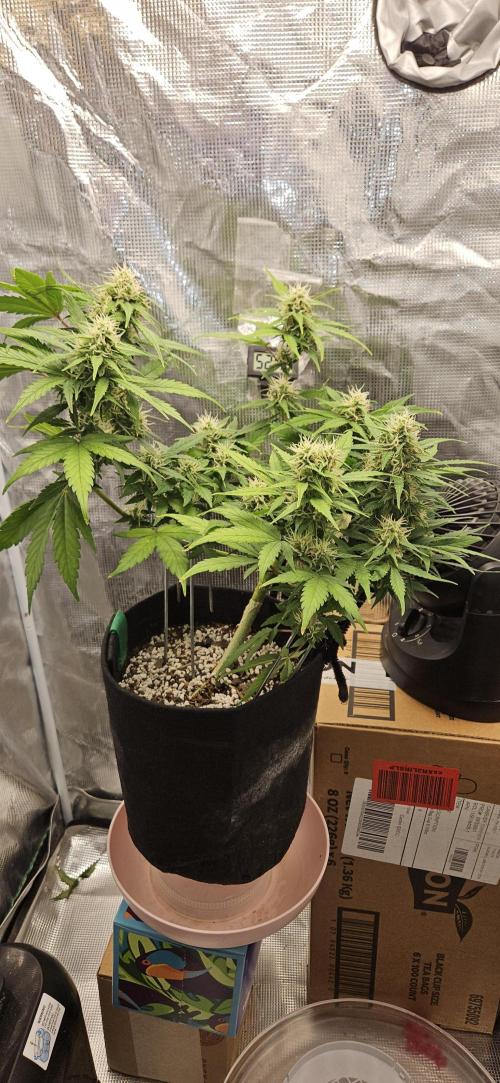 Gorilla Cookies. Week 8