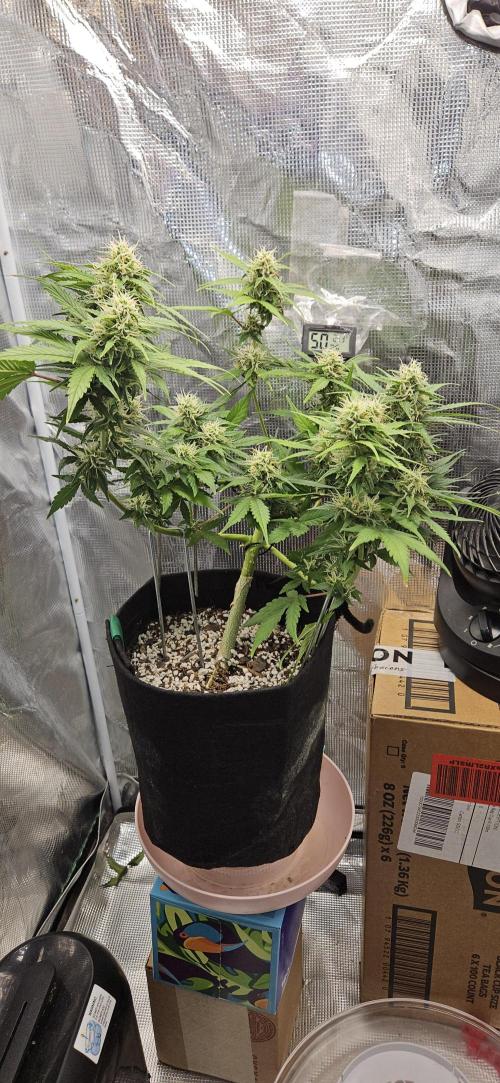 Gorilla Cookies. Week 8