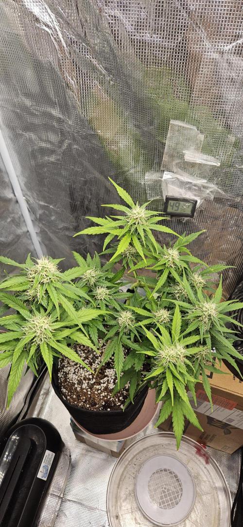 Gorilla Cookies. Week 8