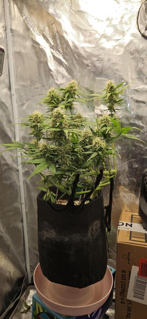 Gorilla Cookies. Week 8