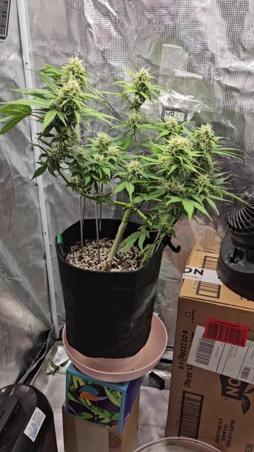 SE1000W. Week 8