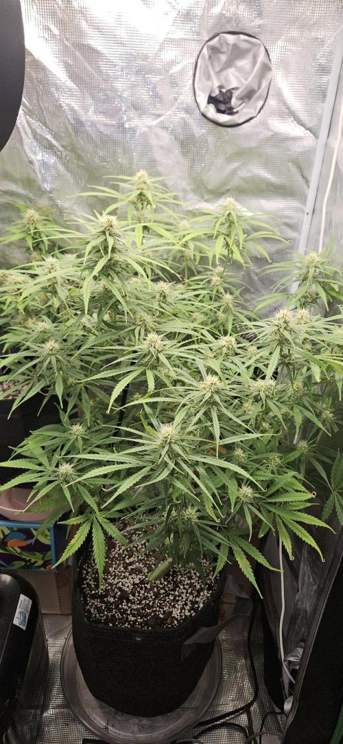 Apple Strudel Auto. Week 9