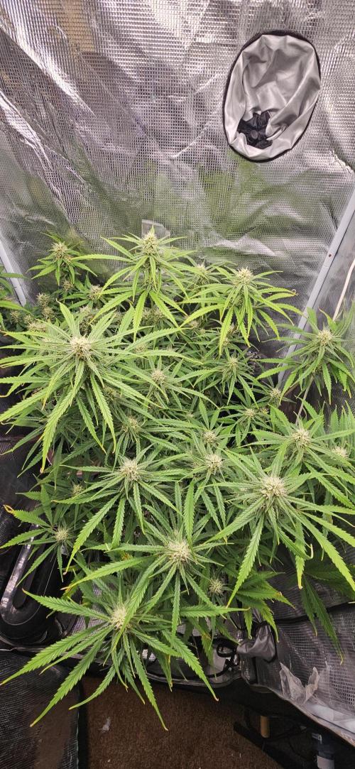 Apple Strudel Auto. Week 9