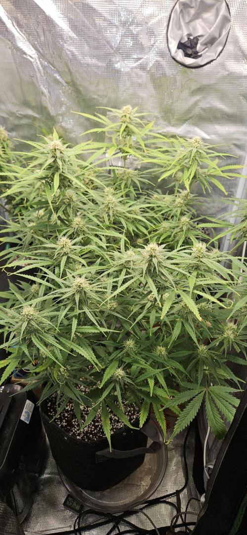 Apple Strudel Auto. Week 9