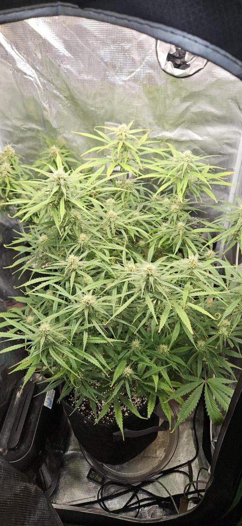 Apple Strudel Auto. Week 9