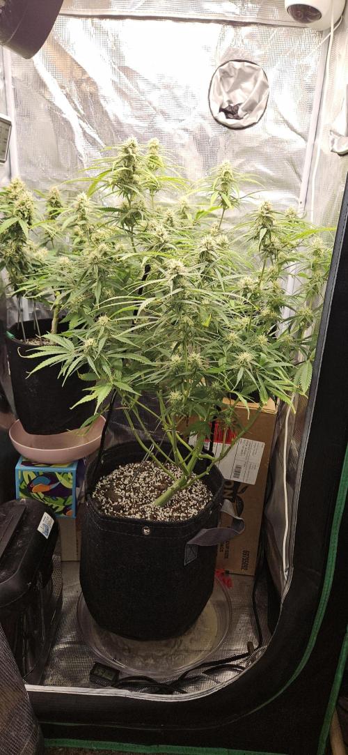 Apple Strudel Auto. Week 9