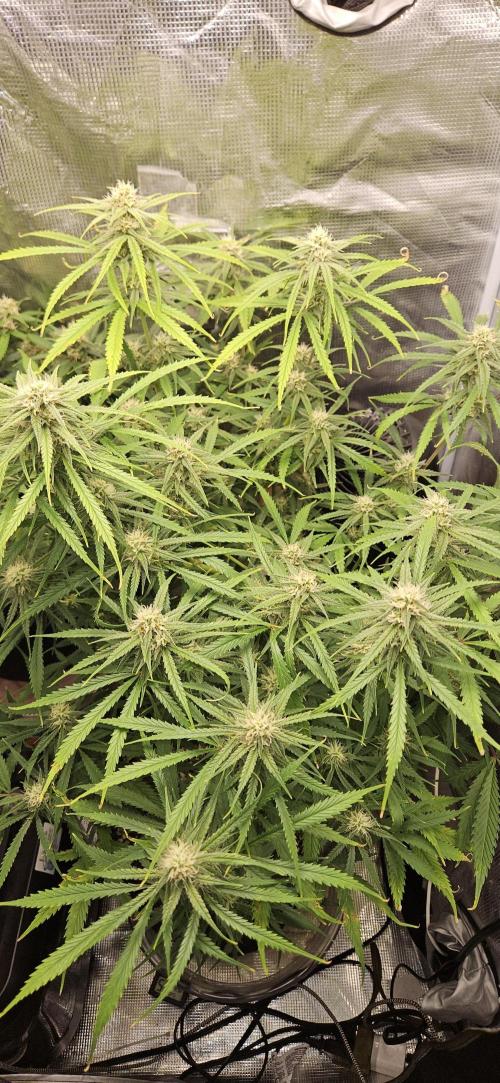Apple Strudel Auto. Week 9