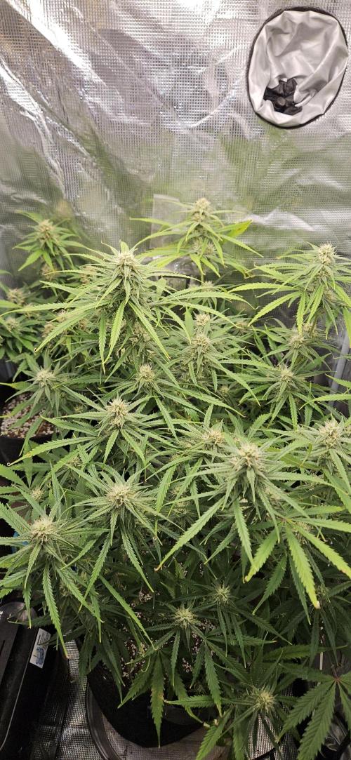 Apple Strudel Auto. Week 9