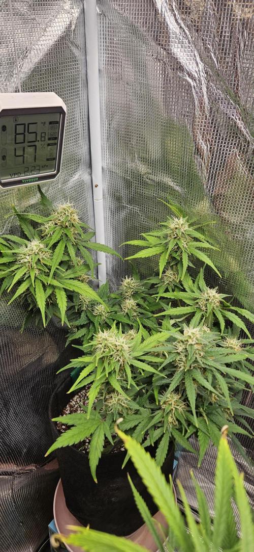 Gorilla Cookies. Week 9