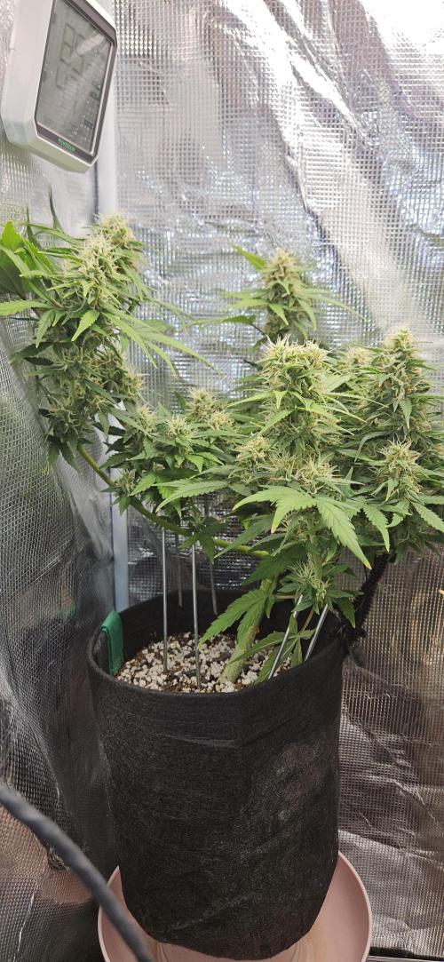 Gorilla Cookies. Week 9