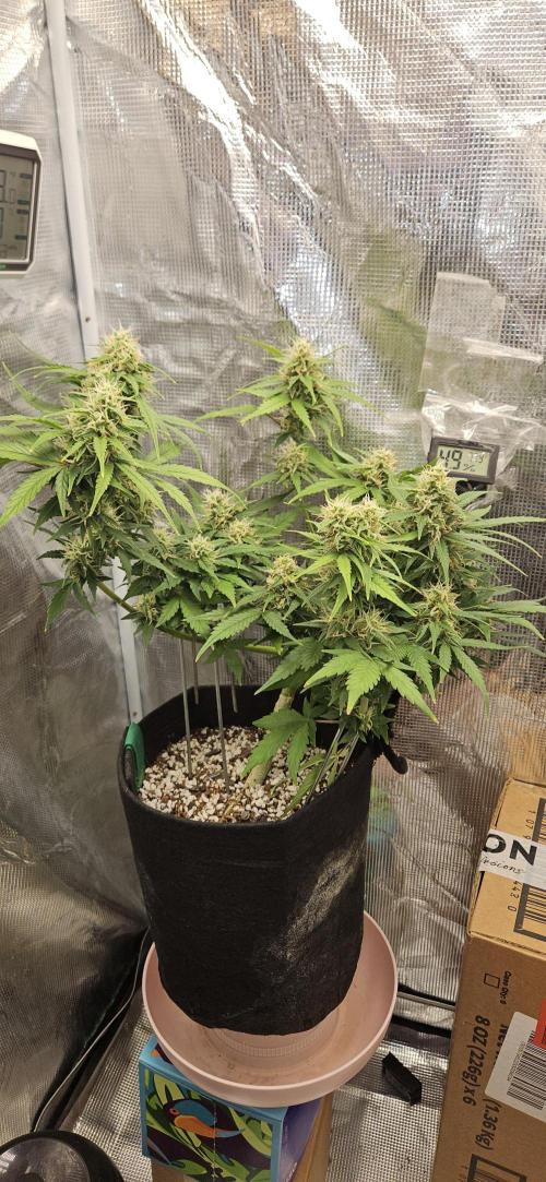 Gorilla Cookies. Week 9