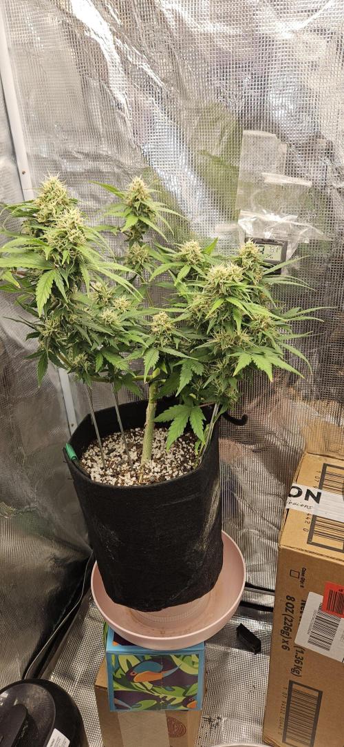 Gorilla Cookies. Week 9