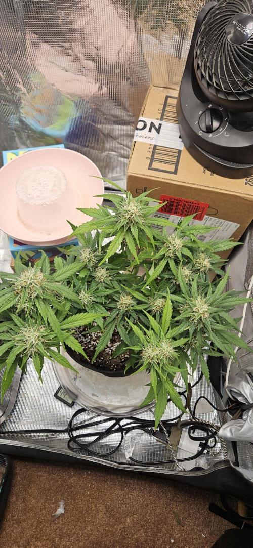 Gorilla Cookies. Week 9