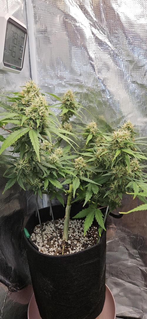 Gorilla Cookies. Week 9