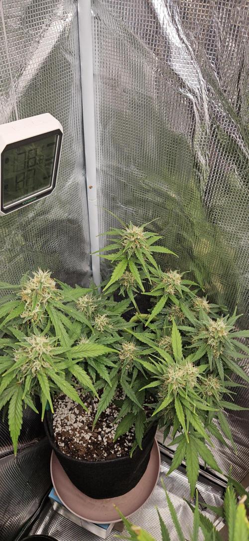 Gorilla Cookies. Week 9