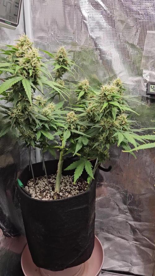 SE1000W. Week 9