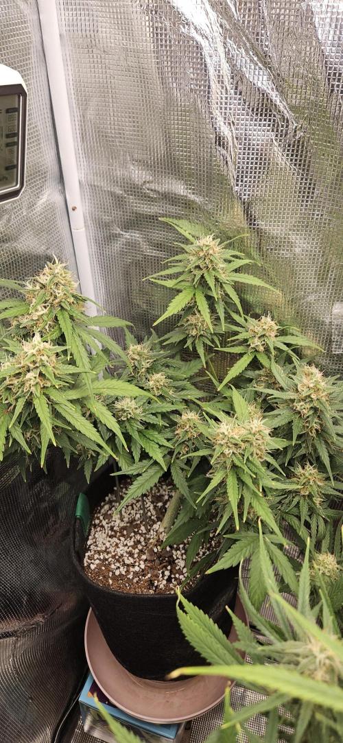Gorilla Cookies. Week 10