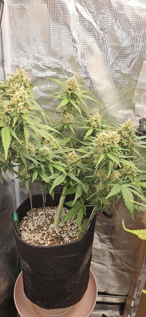Gorilla Cookies. Week 10